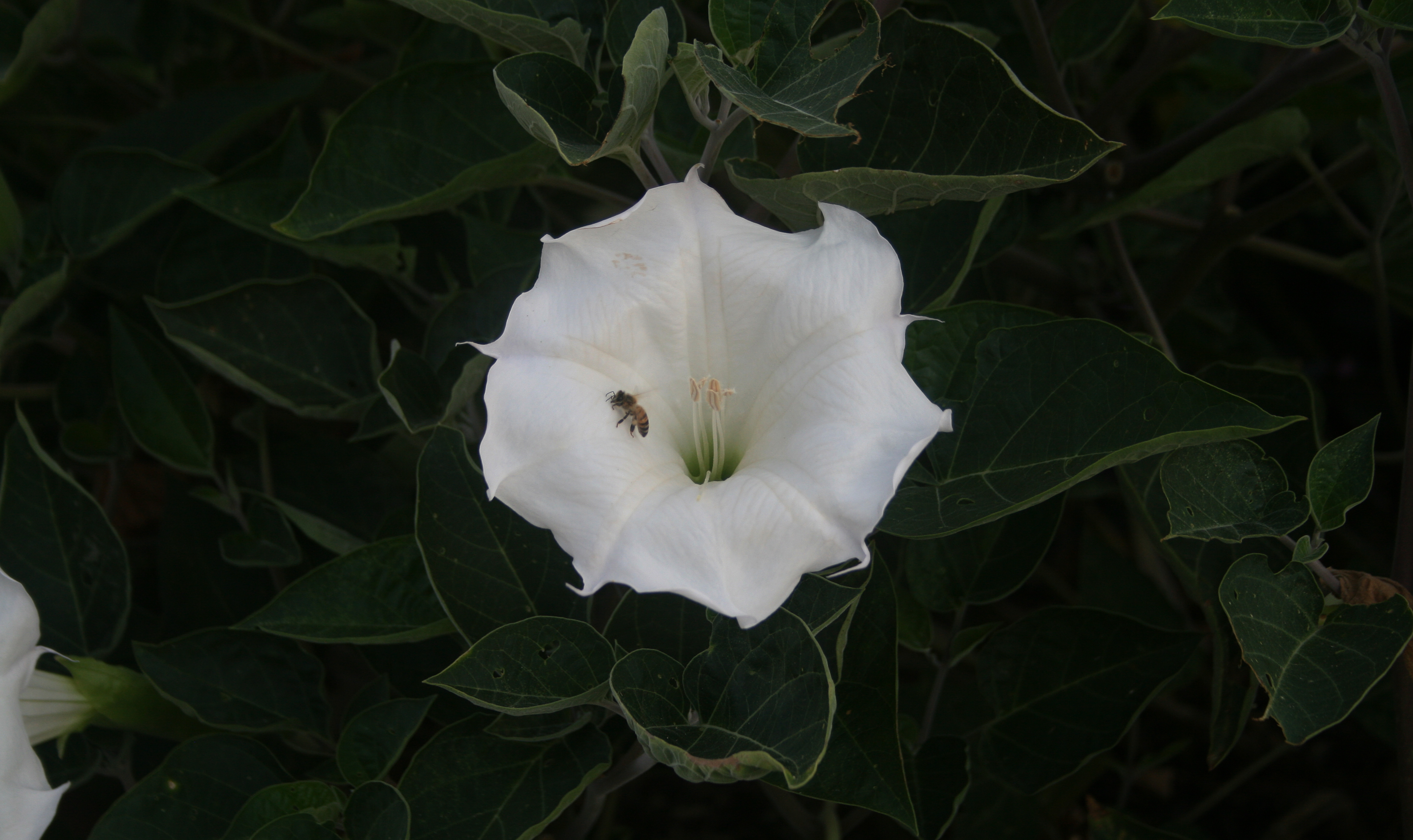 Datura Central Texas Gardener
