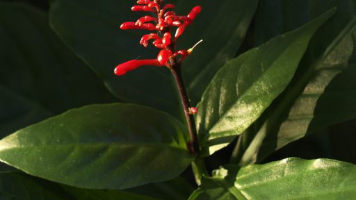 firespike plant