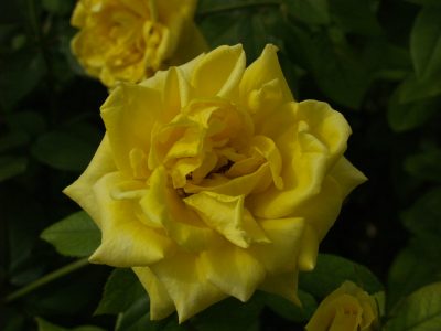 Yellow Rose