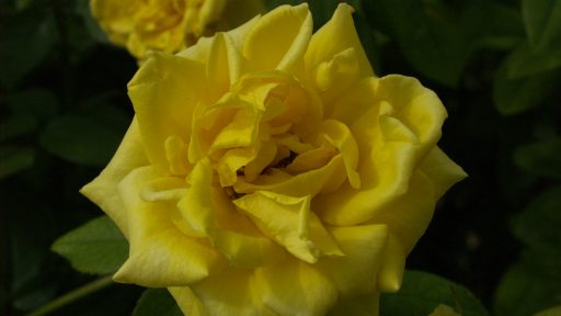 Yellow Rose