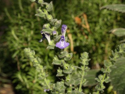 heartleaf skullcap