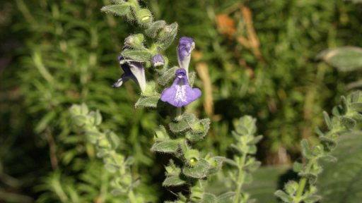 heartleaf skullcap