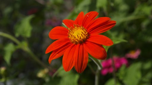 Mexican Tithonia