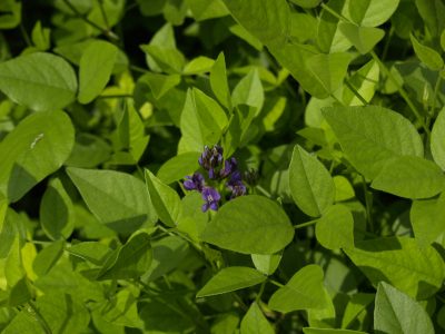 mountain pea plant