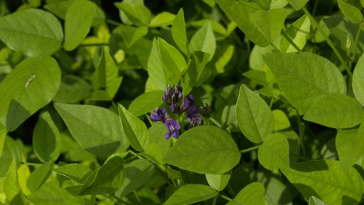 mountain pea plant