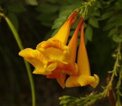 Tecoma X ‘Orange Jubilee’