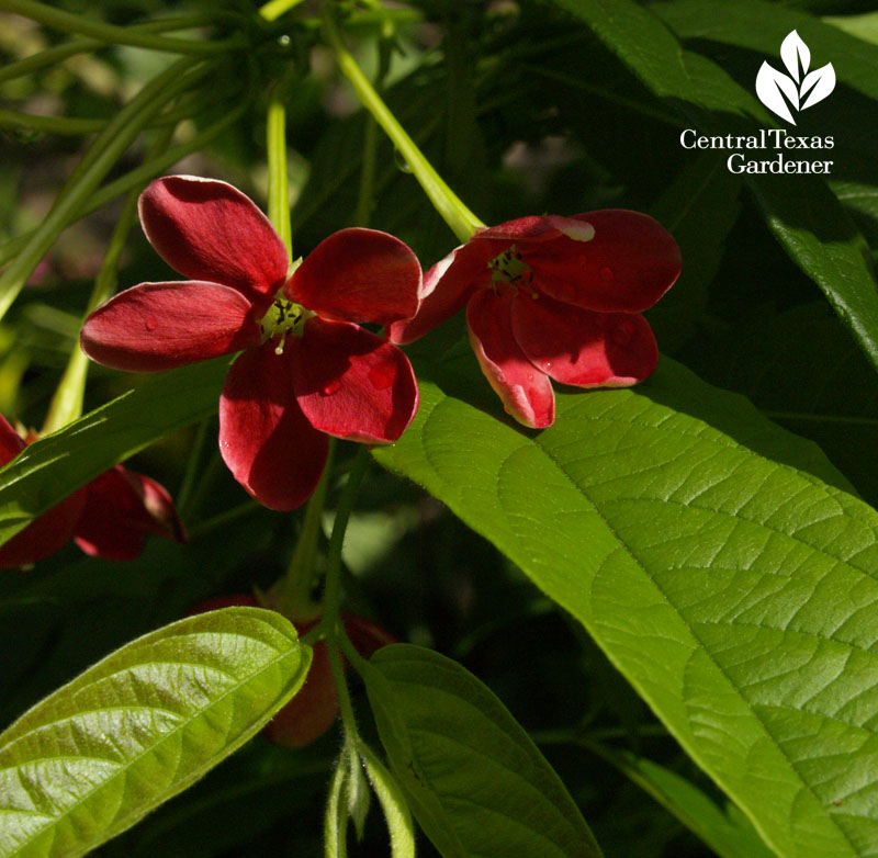 Rangoon Creeper flower