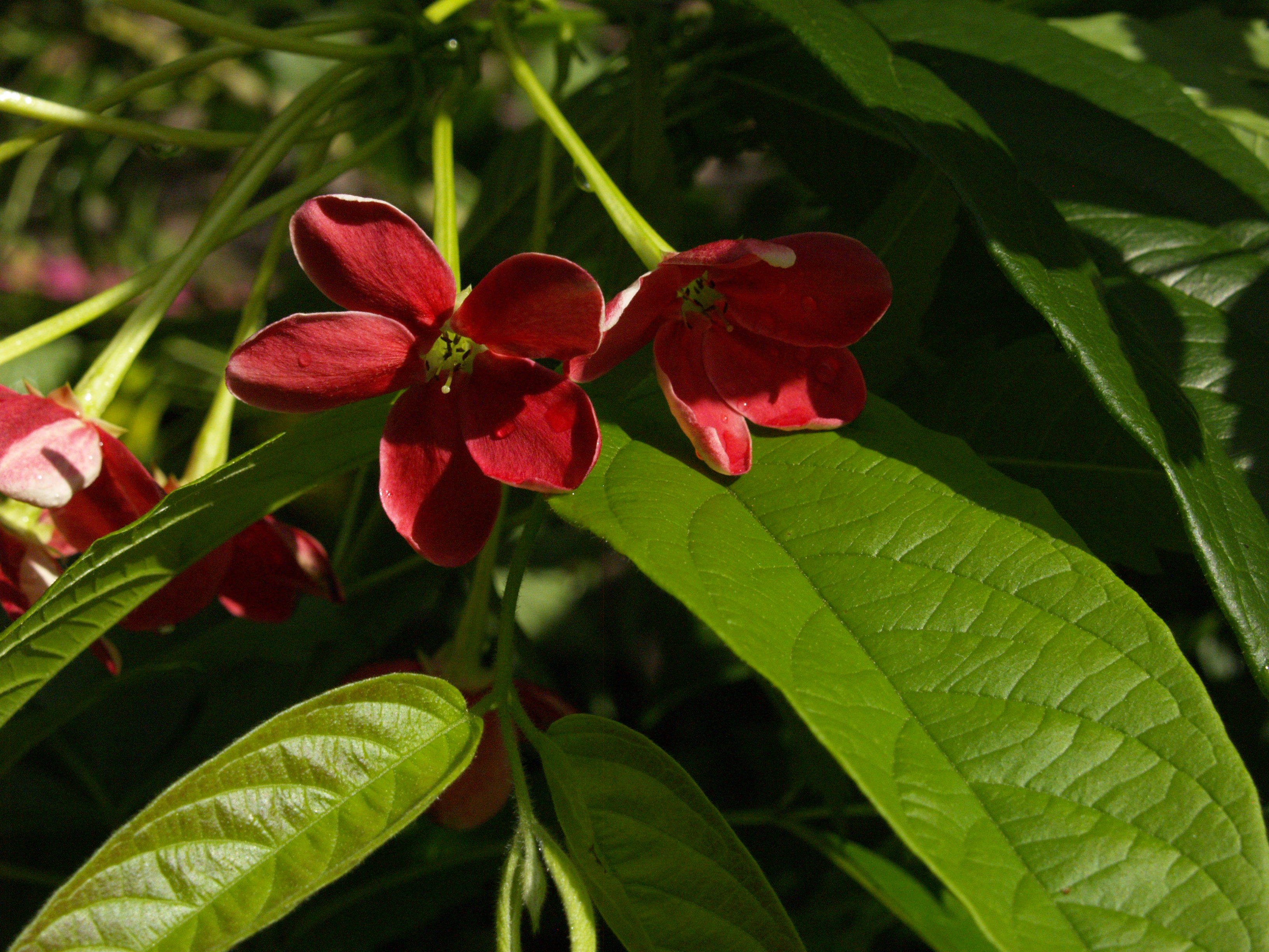 Rangoon Creeper Central Texas Gardener