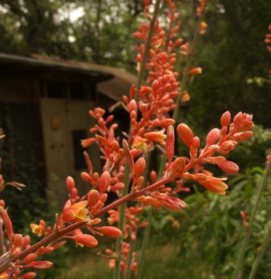 POW - Red Yucca