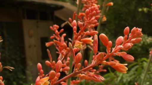 POW - Red Yucca
