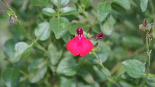 salvia greggii cardinal velvet