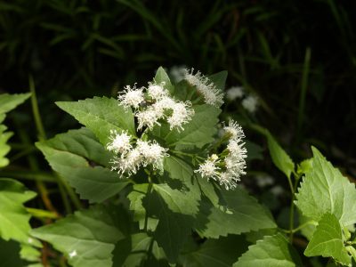 White Mistflower