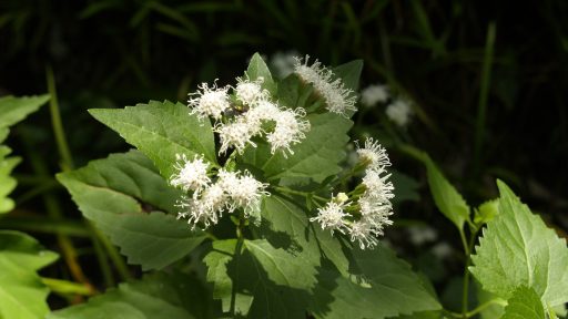 white mistflower