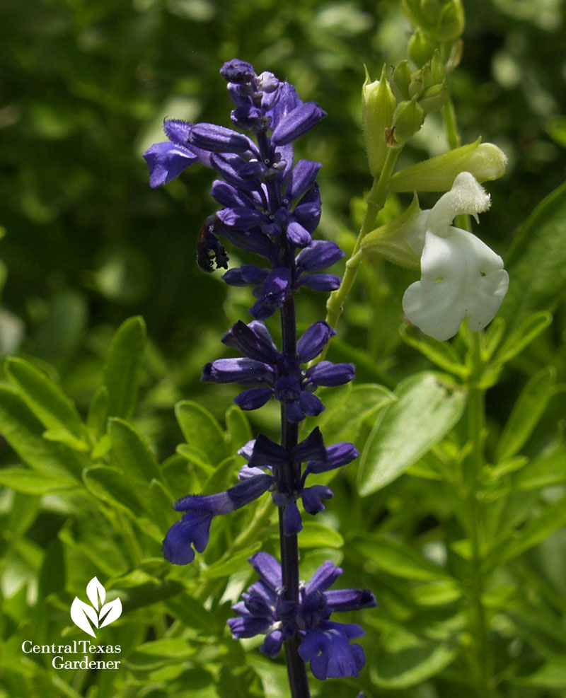 Salvia farinacea 'Henry Duelberg' 