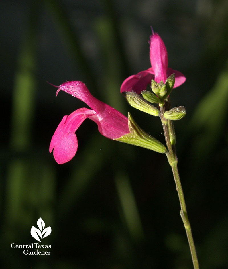salvia microphylla 'La Trinidad Pink' salvia microphylla 'La Trinidad Pink'