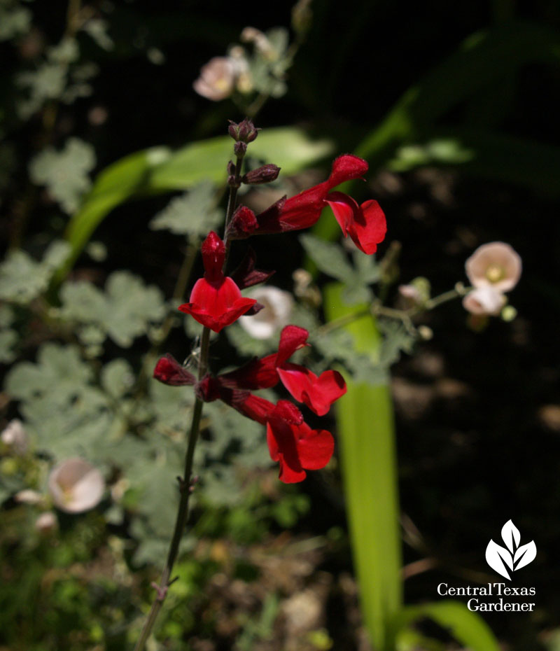 Salvia 'Silke's Dream' with apricot globe mallow Salvia 'Silke's Dream' with apricot globe mallow