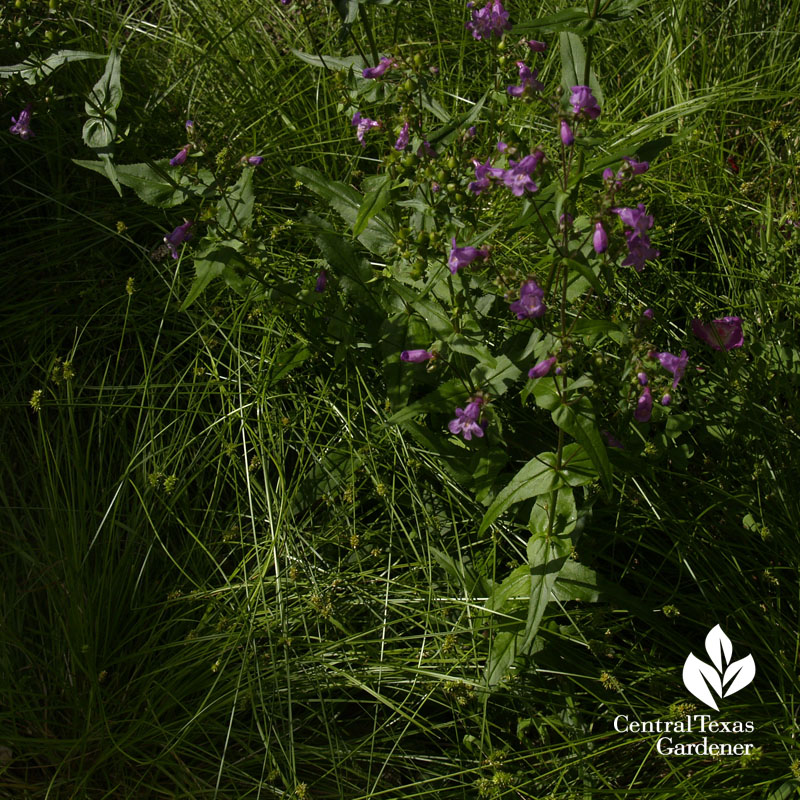 Texas sedge seed heads with Gulf penstemon Texas sedge seed heads with Gulf penstemon