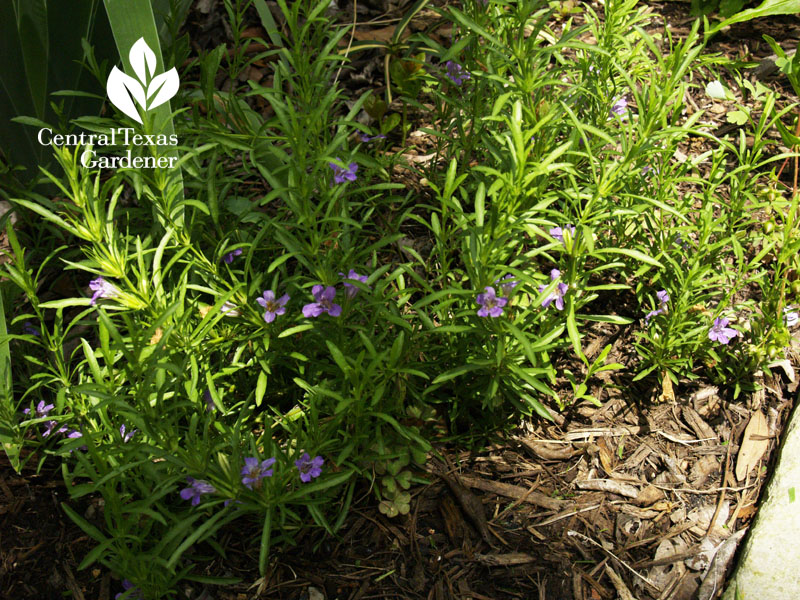 Snake herb (Dyschoriste linearis)