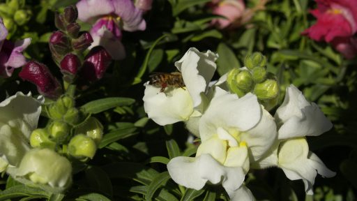 snap dragon