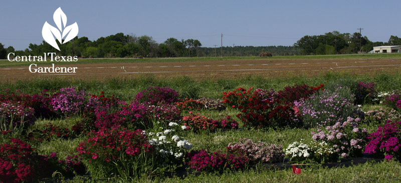 Texas Superstar plant test field Texas A&M Extension, Overton