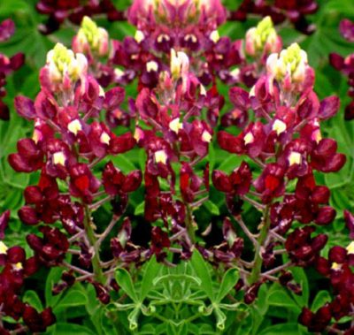 Bluebonnet (Maroon)