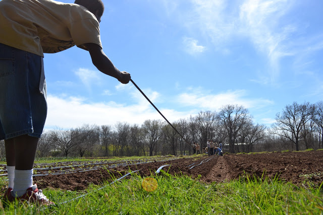 Urban Roots photograph by Colleen Nelson