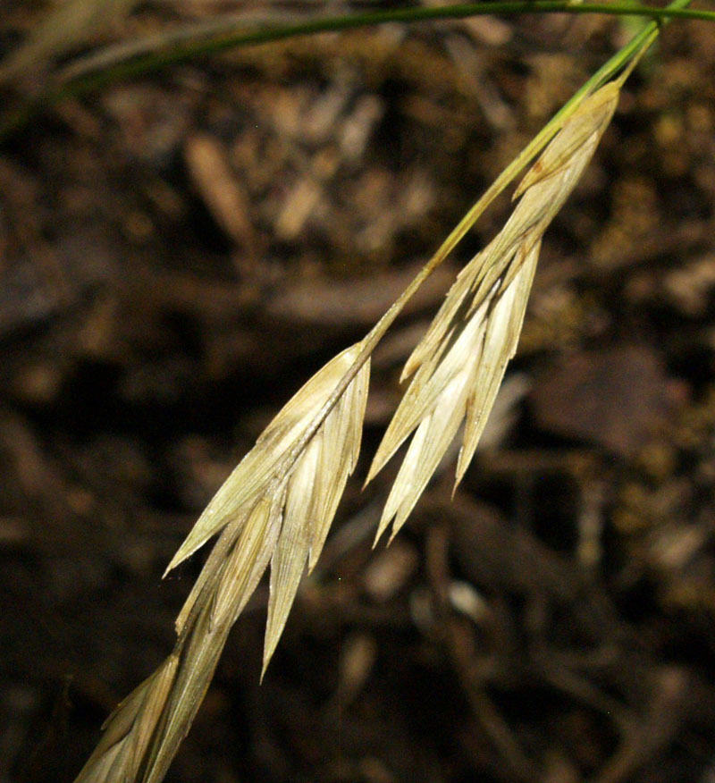 ripe weed seeds not for cold compost piles 