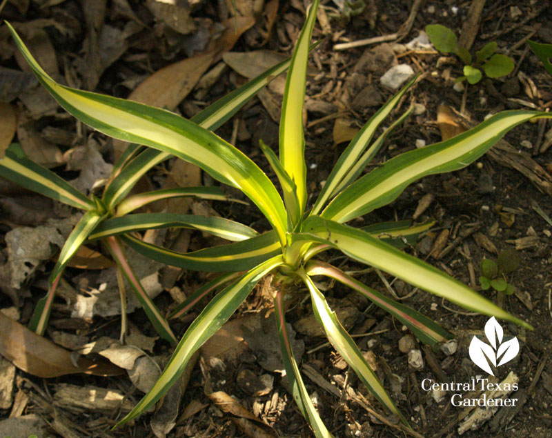 Yucca filamentosa 'Color Guard' tiny Yucca filamentosa 'Color Guard' tiny