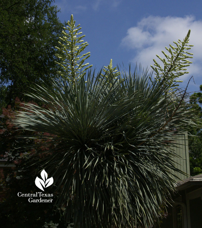 yucca rostrata flowers yucca rostrata flowers