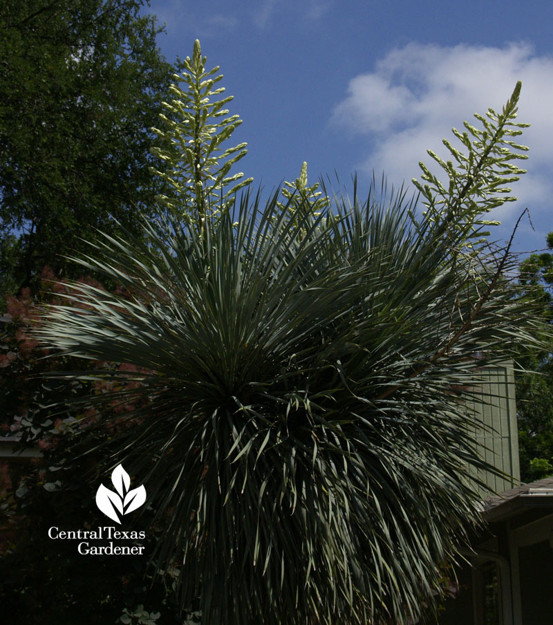 yucca rostrata flowers