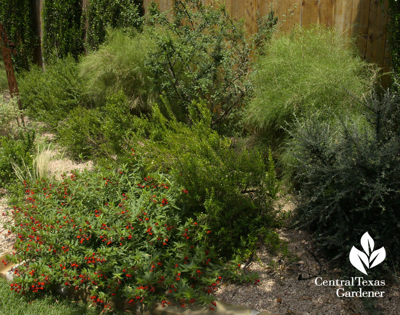 batface cuphea, bamboo muhly, cotoneaster batface cuphea, bamboo muhly, cotoneaster