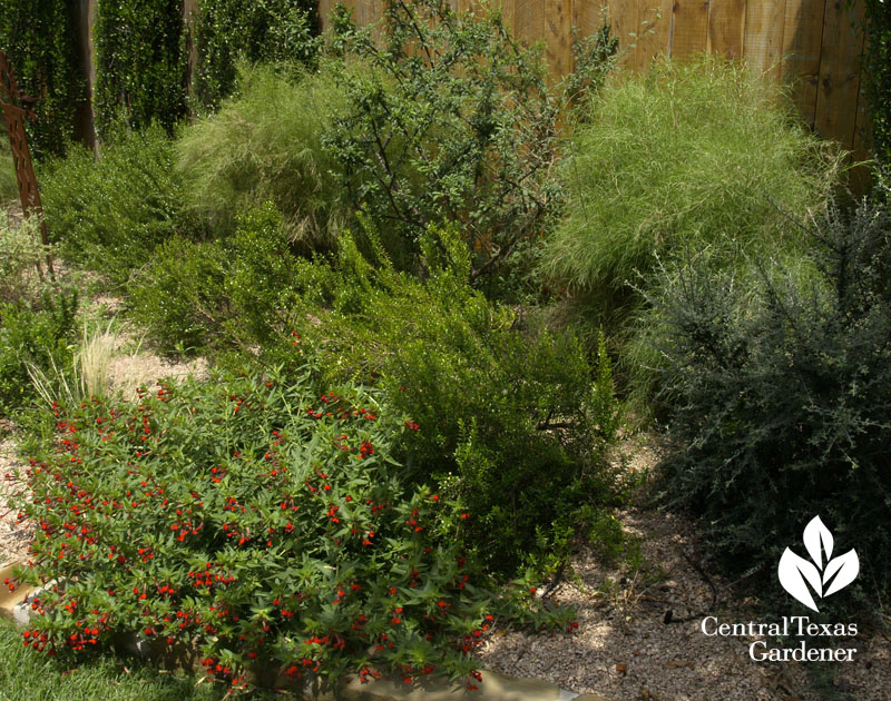 batface cuphea, bamboo muhly, cotoneaster