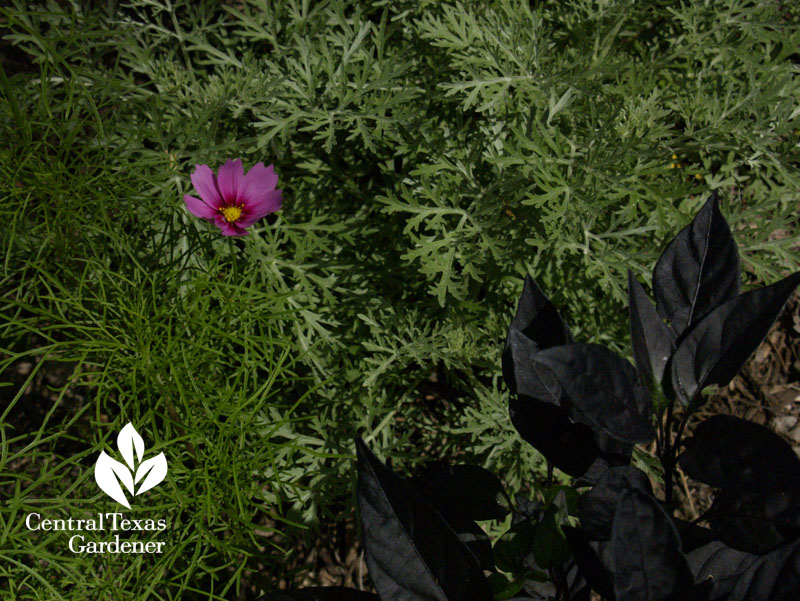 cosmos with artemisia and black pearl pepper 