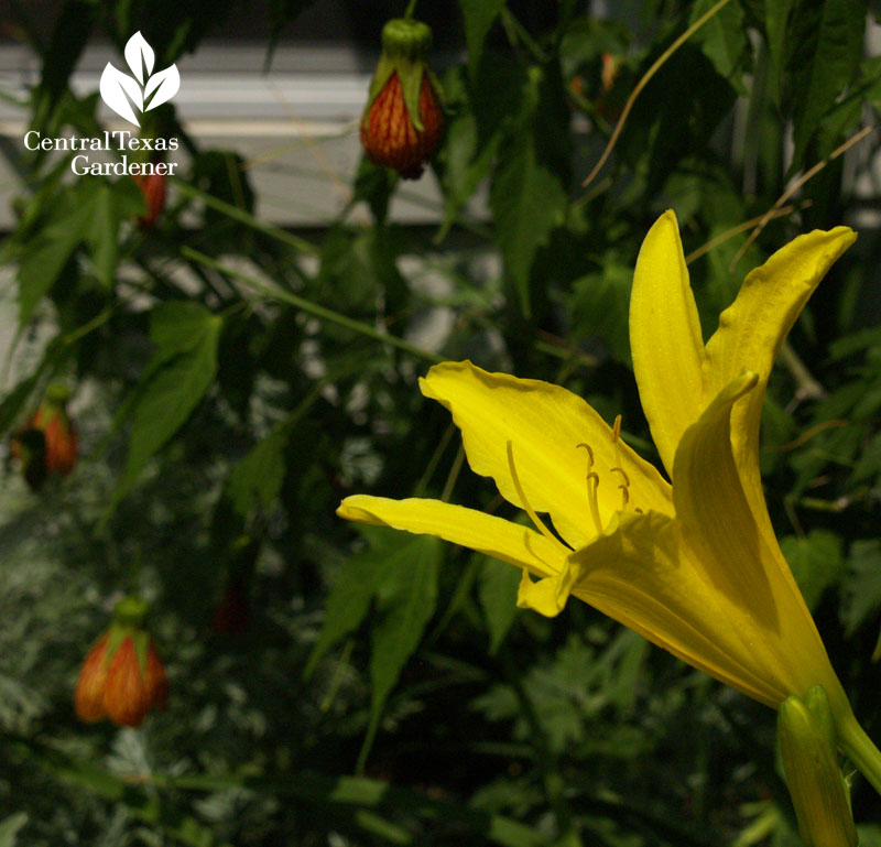 yellow daylily and 'Patrick' orange abutilon