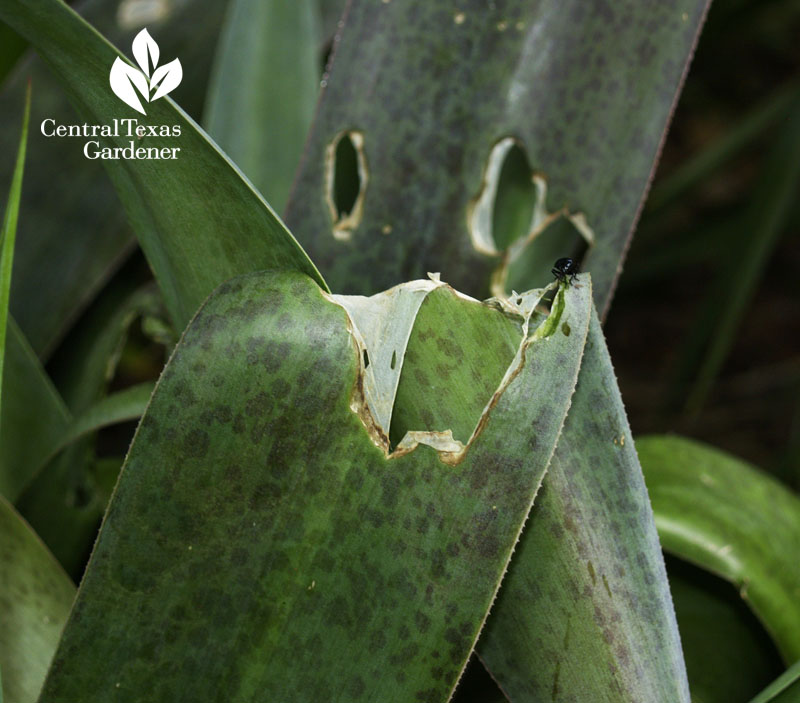 yucca bug and snail damage on Macho mocha mangave yucca bug and snail damage on Macho mocha mangave