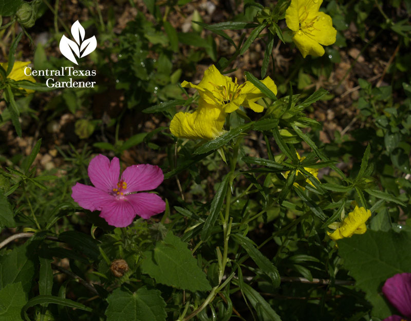 rock rose (pavonia) and Calylophus berlandieri rock rose (pavonia) and Calylophus berlandieri