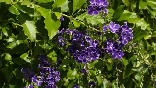 Duranta