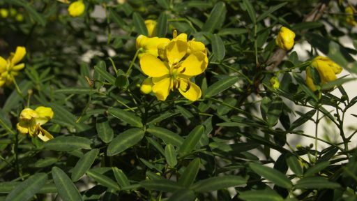 POW - senna