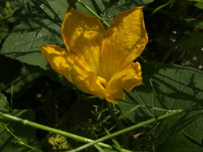 QOW - squash flower male