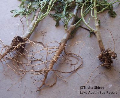 root knot nematodes Trisha Shirey Lake Austin Spa
