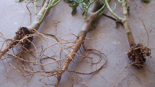 root knot nematodes Trisha Shirey Lake Austin Spa
