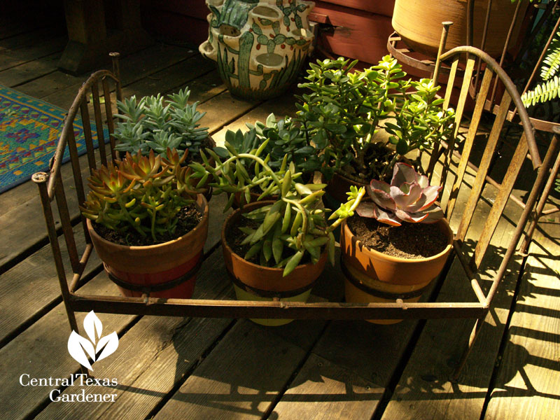 Succulents in cute miniature bed frame Succulents in cute miniature bed frame