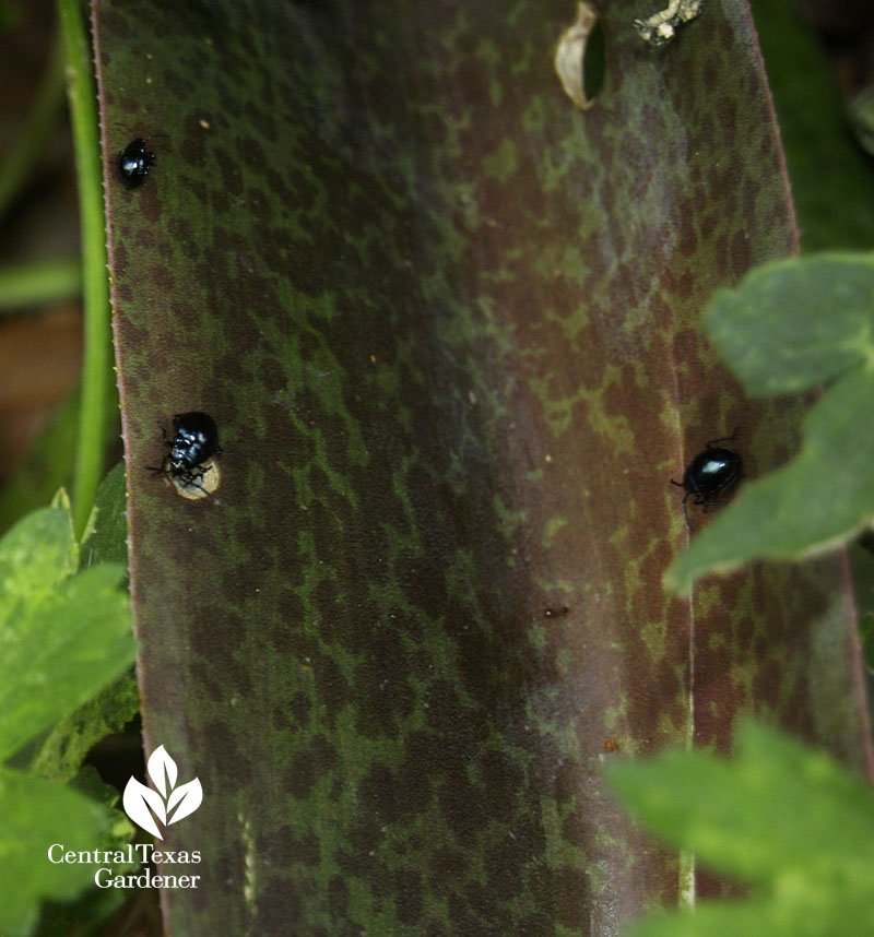 yucca bug damage on mangave