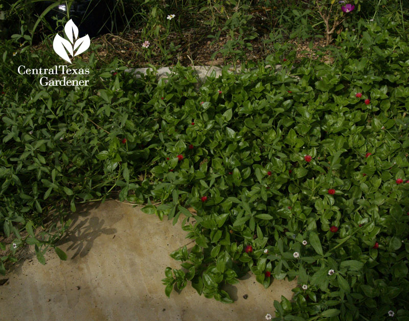 Ice plant Aptenia filling in stone pathway Ice plant Aptenia filling in stone pathway