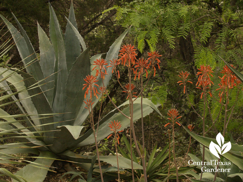 Agave and aloe, Bob Barth garden, Central Texas Gardener Agave and aloe, Bob Barth garden, Central Texas Gardener