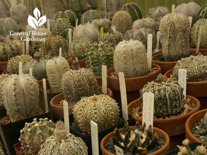 astrophytums Bob Barth greenhouse Central Texas Gardener