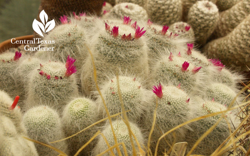 white protection on cactus Bob Barth collection white protection on cactus Bob Barth collection