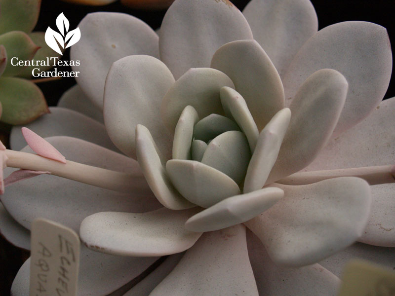 White echeveria Bob Barth collection on Central Texas Gardener 