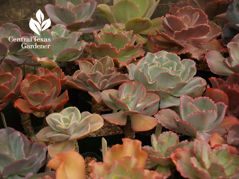 Echeverias Bob Barth collection on Central Texas Gardener 