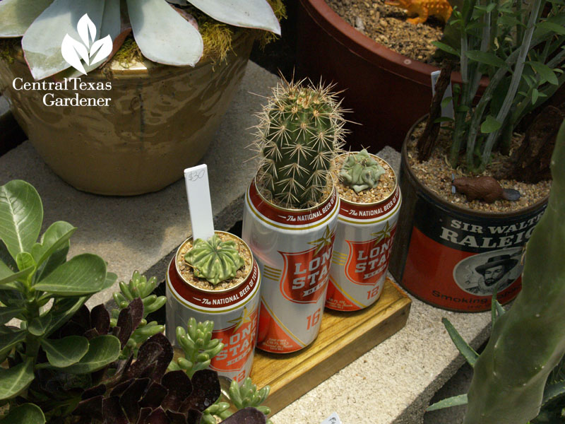 succulents in beer cans East Austin Succulents on Central Texas Gardener Succulents in old toy truck Eric Pedley East Austin Succulents Central Texas Gardener